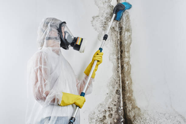 Best Preventive Mold Services in Emerald Lake Hills, CA