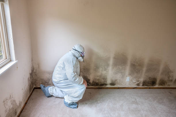 Professional Mold Remediation in Emerald Lake Hills, CA